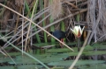 Bird and waterlily